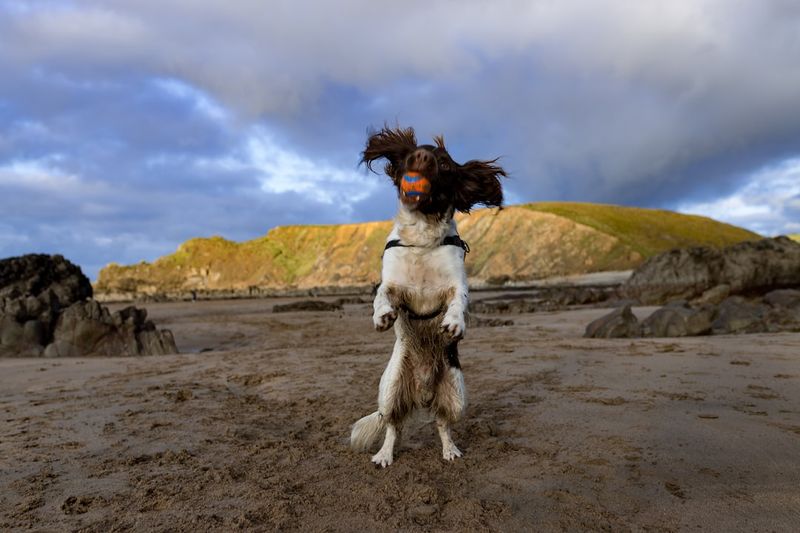 棕色的紐芬蘭犬：起源、歷史、事實和圖片